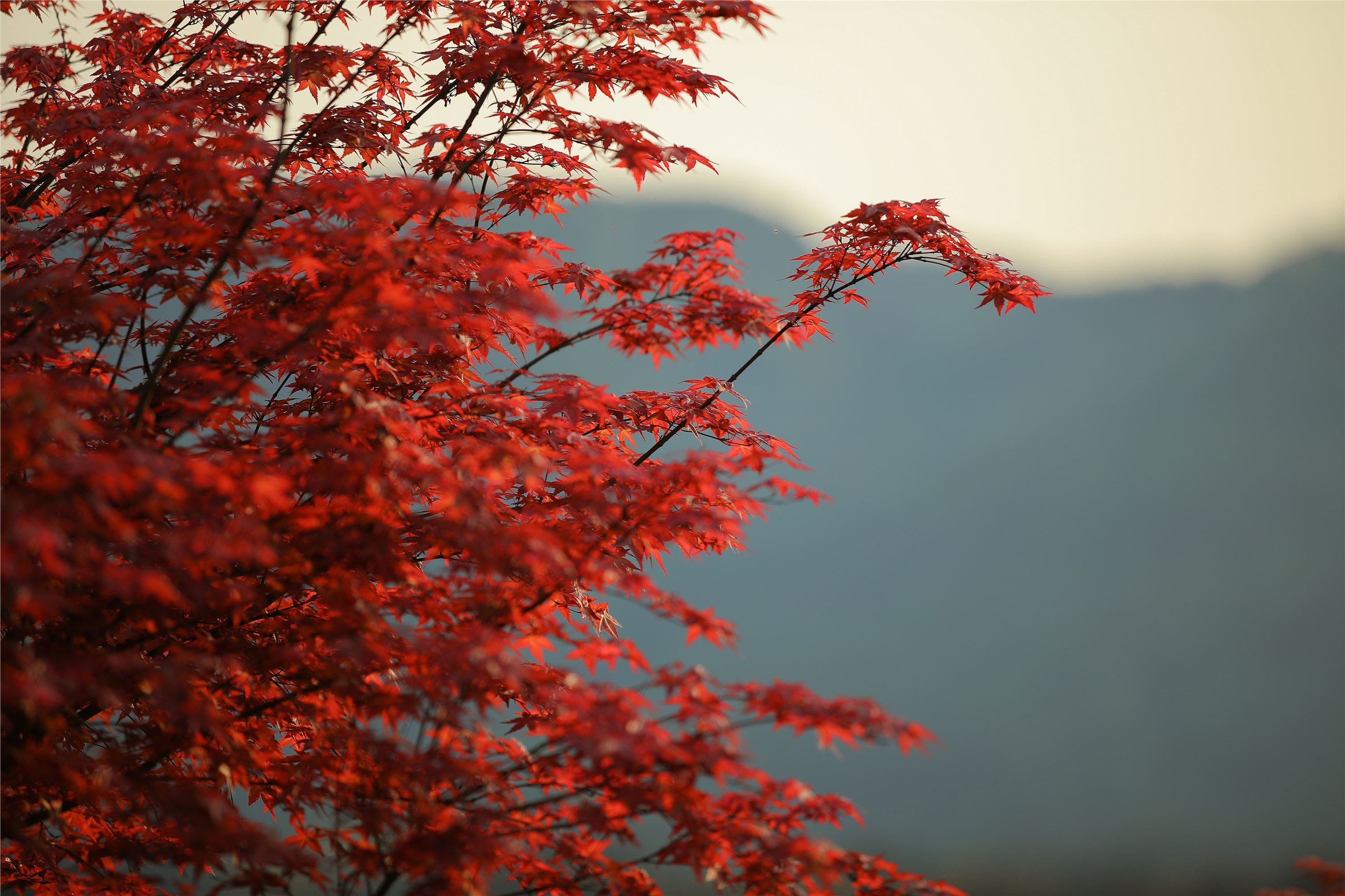 YITUYU艺图语 2021.08.23 秋枫萧瑟 吉祥祥